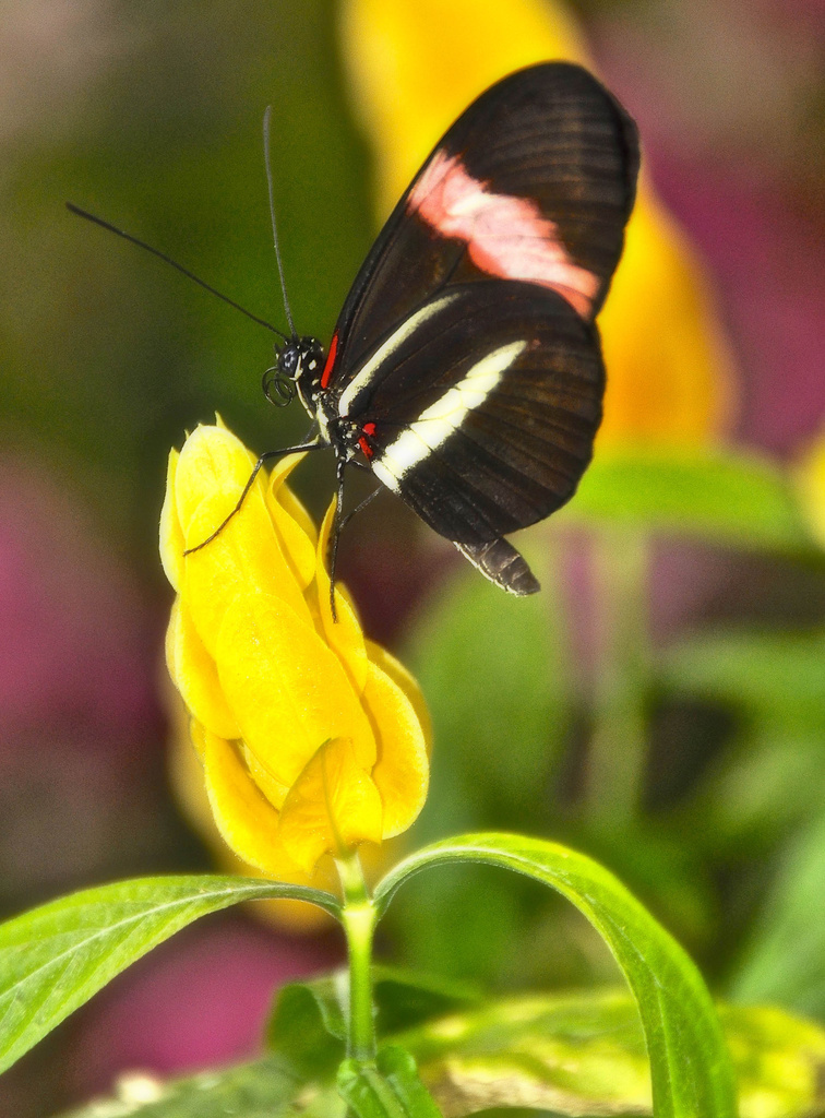 Butterfly by joysfocus