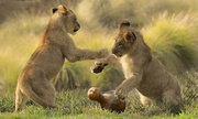 26th Apr 2014 - Lion Cubs 2014 WAP