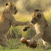 Lion Cubs 2014 WAP by joysfocus