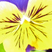 Pansy  by april16