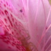 April 26: Azalea Abstract by daisymiller