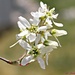 Flowering Tree by harbie