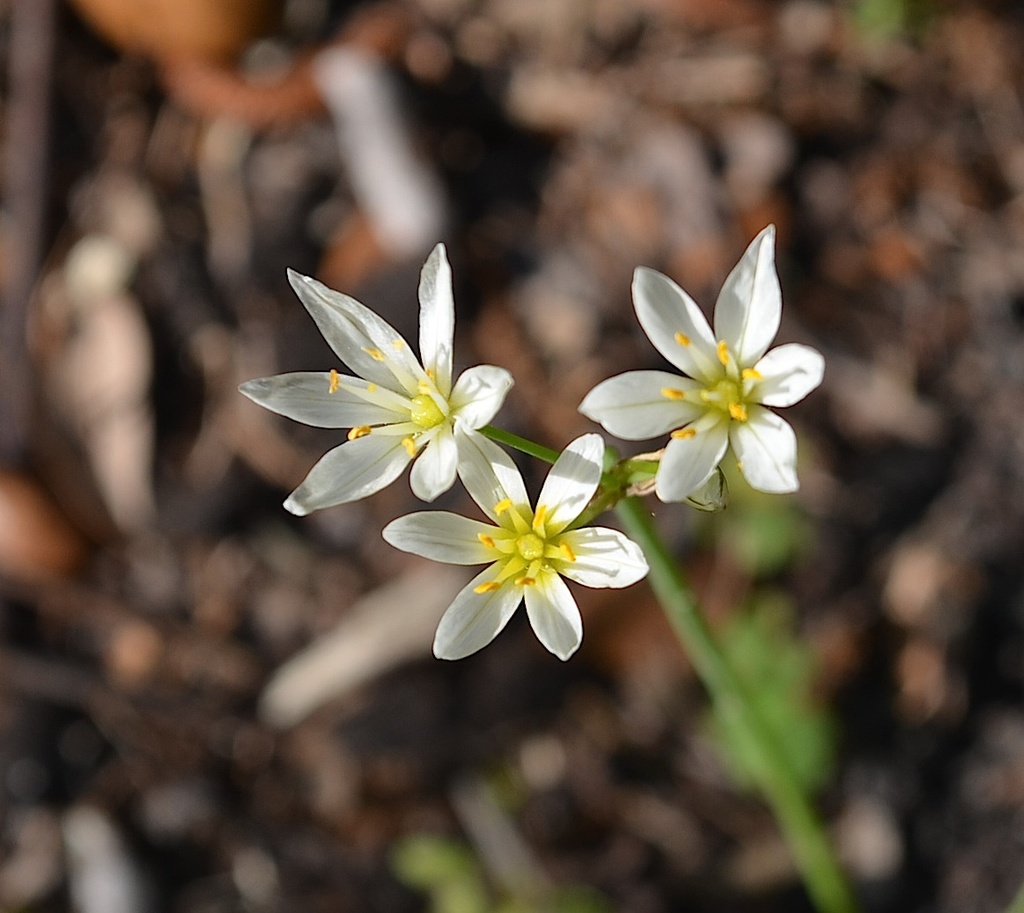 Love to see the wildflowers at Charles Towne Landing State Historic Site. by congaree