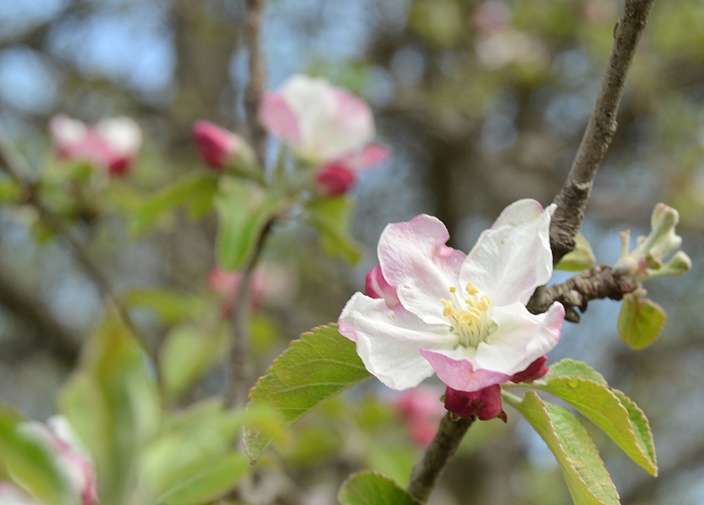 apple blossoms by francoise