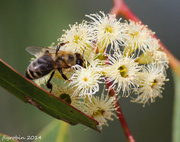 27th Apr 2014 - Bee at work
