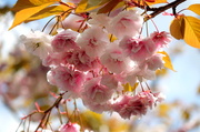 25th Apr 2014 - Cherry blossoms