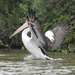 Pelican weekend. 1. Touch down by gilbertwood