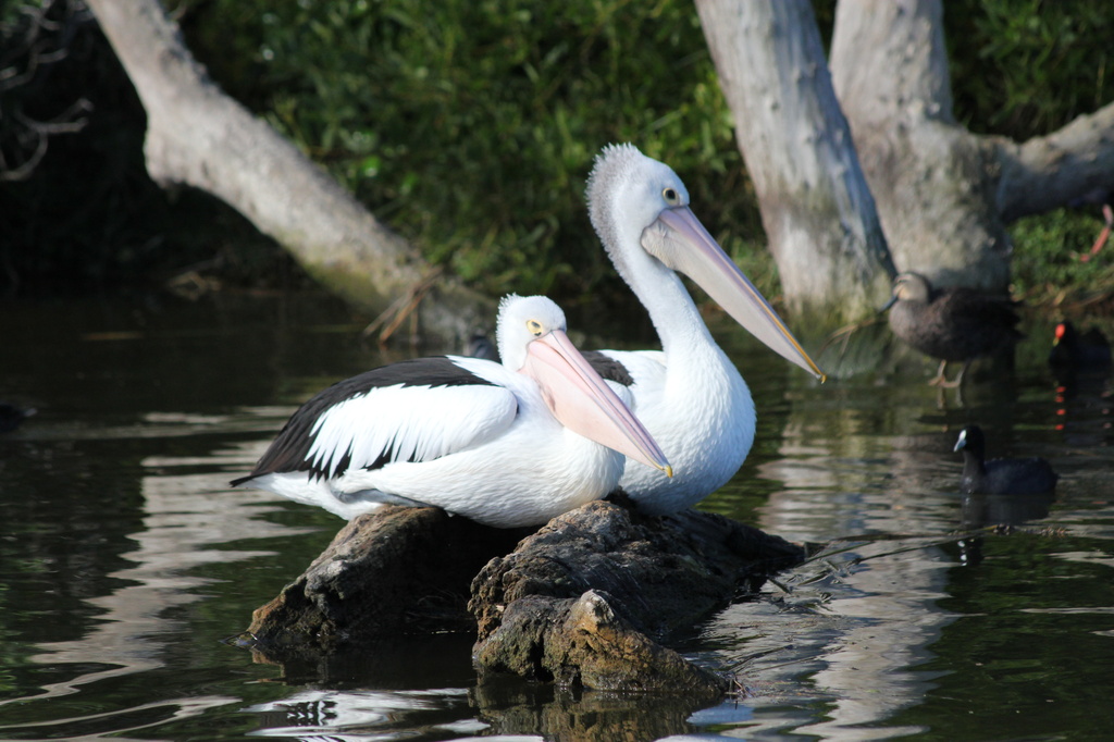 Pelican weekend. 2. Two's company by gilbertwood