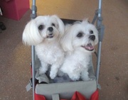 27th Apr 2014 - Two cute Pups in a stroller.