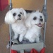 Two cute Pups in a stroller. by happysnaps