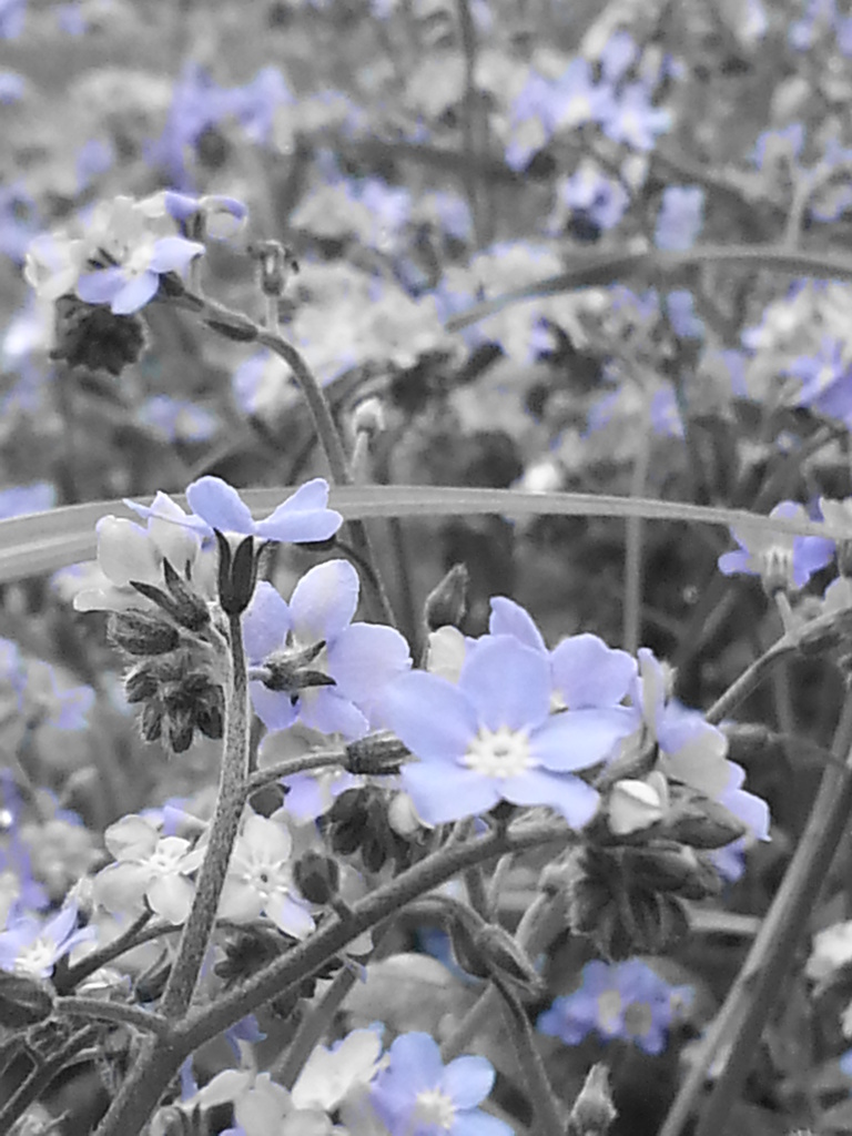 Forget-Me-Not Selective Blue by motherjane