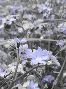 29th Apr 2014 - Forget-Me-Not Selective Blue