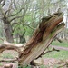 A giant wood lizard-dragon-thing by sabresun