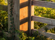 26th Apr 2014 - Gate post at golden hour