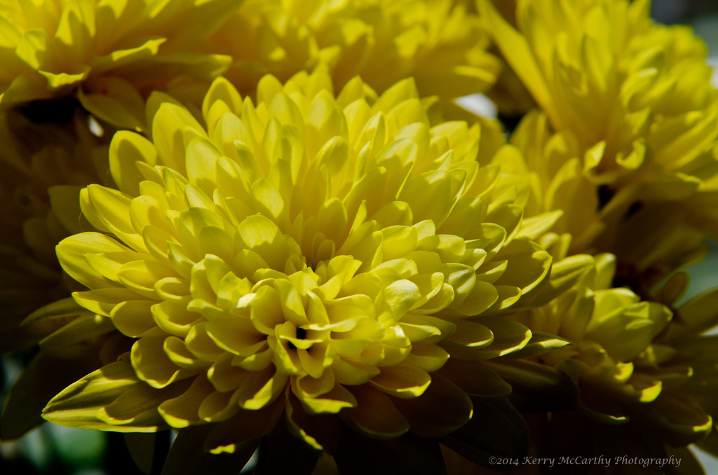 Yellow by mccarth1