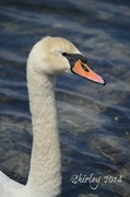 26th Apr 2014 - mute swan