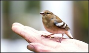 27th Apr 2014 - A bird in the hand