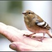 A bird in the hand by rosiekind