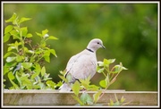 27th Apr 2014 - Collared dove