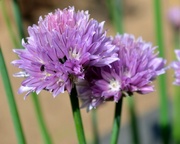 22nd Apr 2014 - Chives