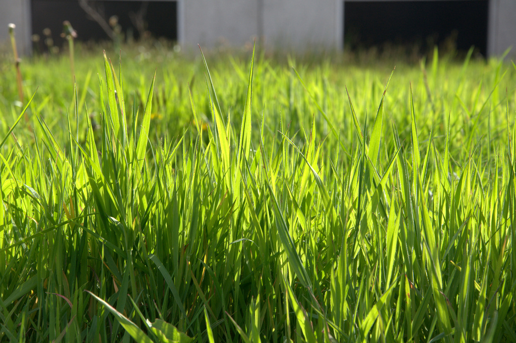 Grass by overalvandaan
