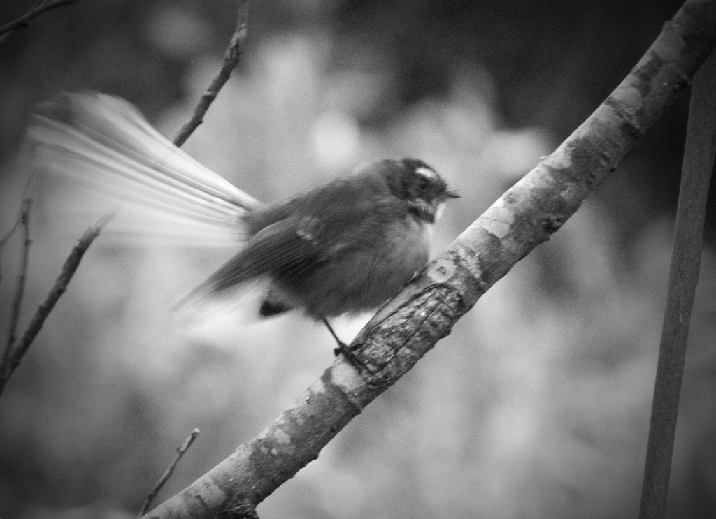 pretty birdie by kali66