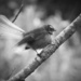 pretty birdie by kali66