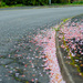 Dead blossom by manek43509