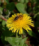 20th Apr 2014 - Dandelion bee