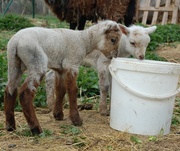 25th Apr 2014 - Lambs