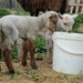 Lambs by pavlina