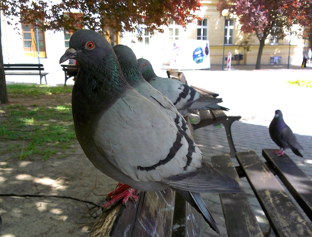 Pigeons by pavlina