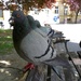 Pigeons by pavlina