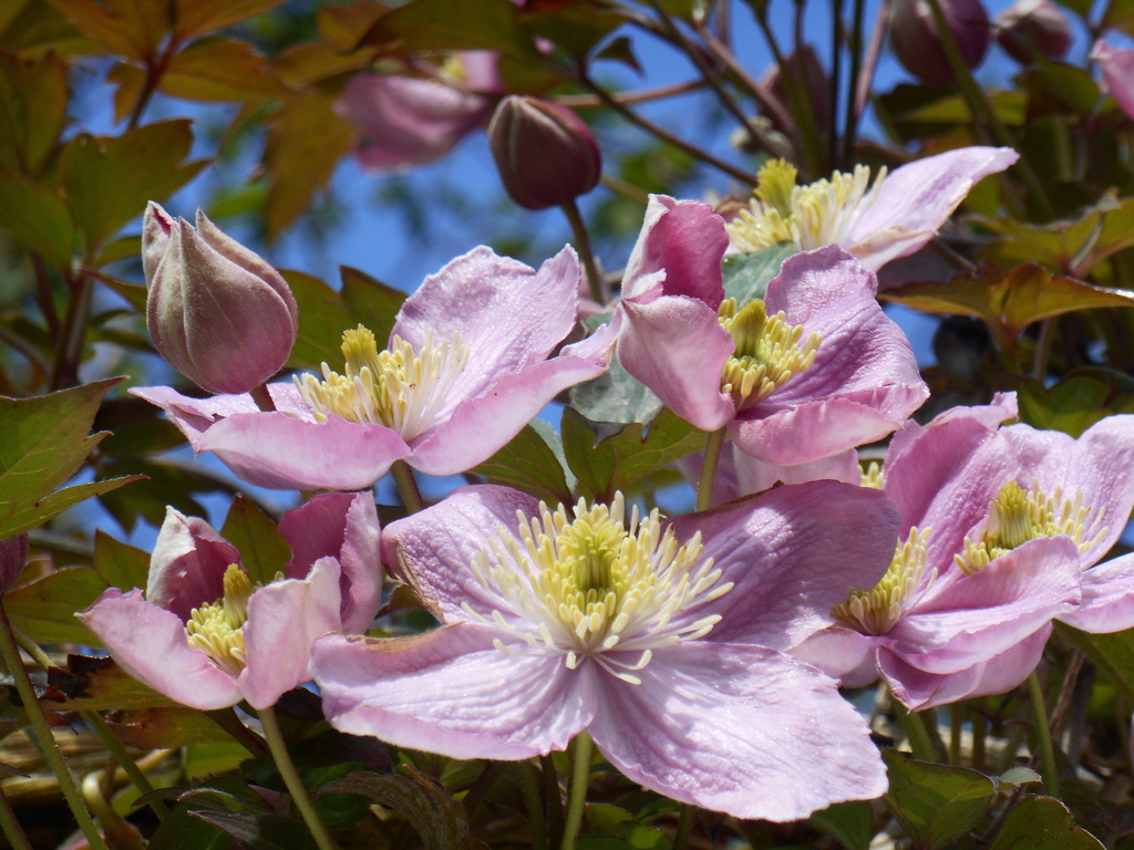 Clematis.... by snowy