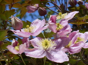27th Apr 2014 - Clematis....