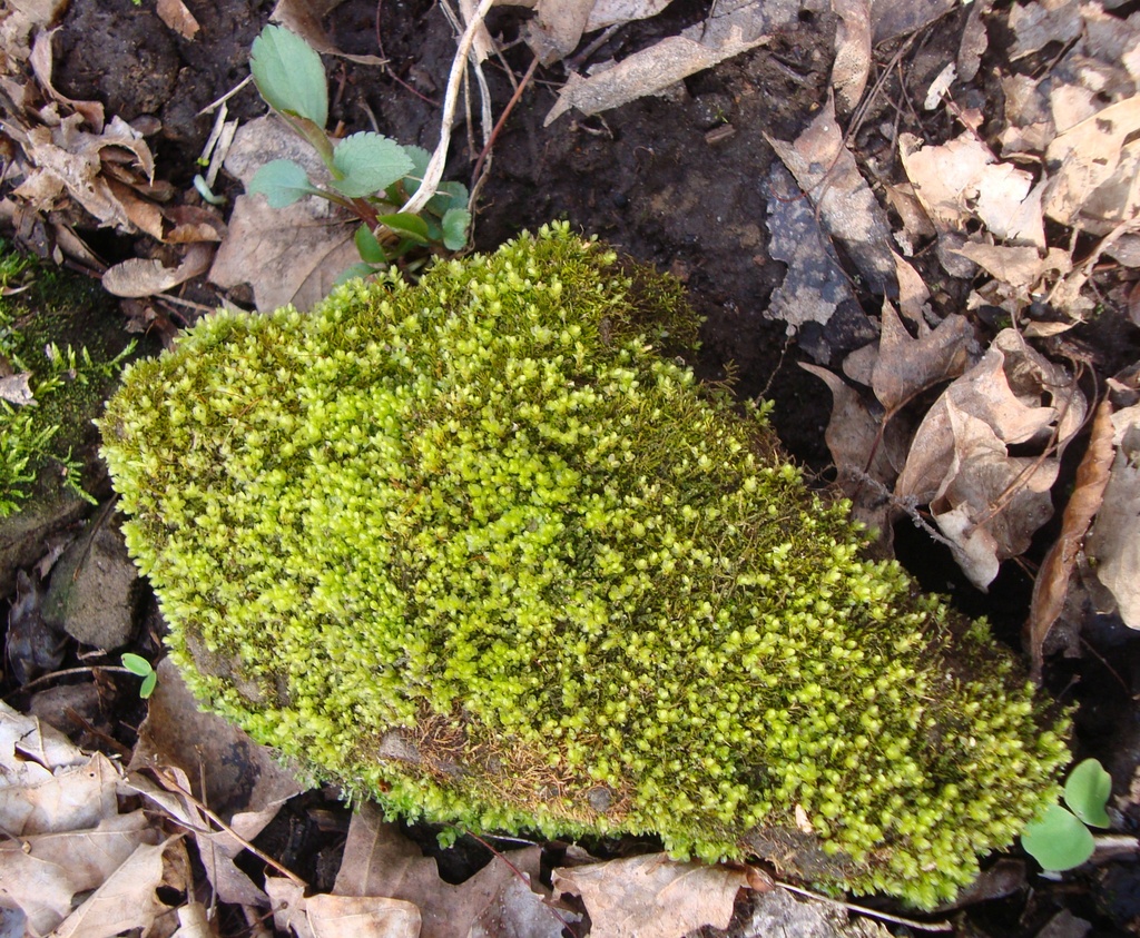 Moss-covered Rock by mcsiegle