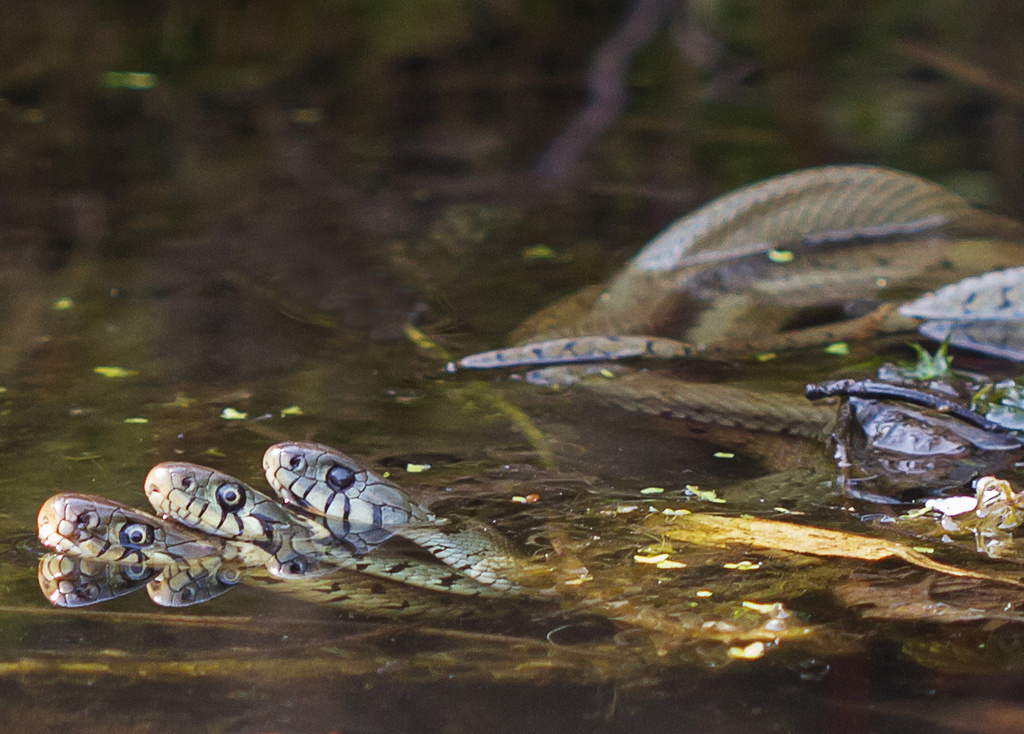 a herpetological threesome by jantan