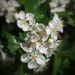 Hawthorn Blossom by judithdeacon