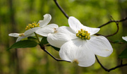 27th Apr 2014 - Virginia Dogwood Blooms