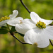 Virginia Dogwood Blooms by khawbecker