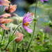 Pasque flowers blowing by jankoos
