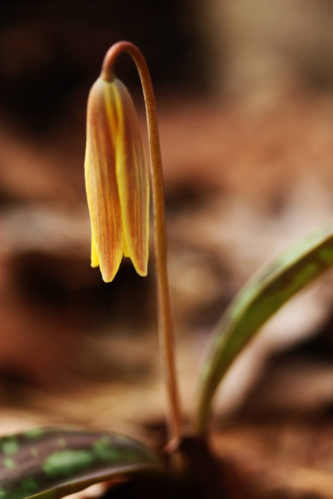 Trout Lily  by mzzhope