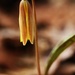 Trout Lily  by mzzhope