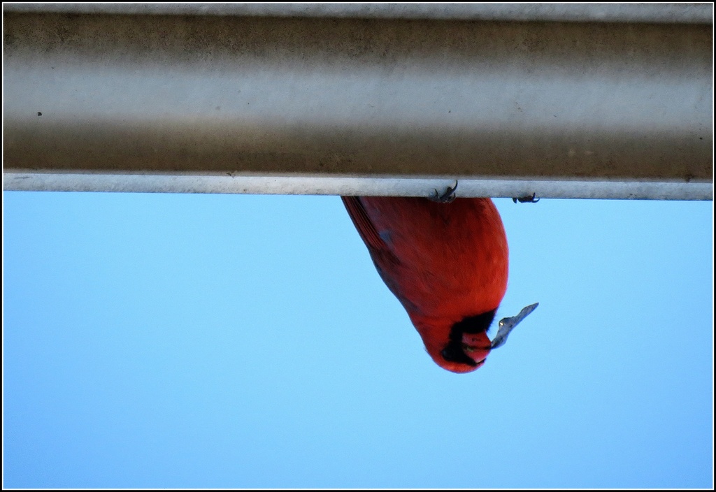 I Finally Got a Shot of a Cardinal! by juliedduncan