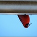 I Finally Got a Shot of a Cardinal! by juliedduncan