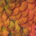 Hummingbird Abstract by genealogygenie