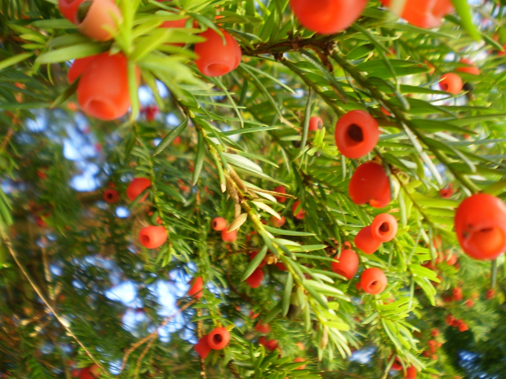 The Yew Tree-Taxus baccata by snowy