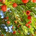 The Yew Tree-Taxus baccata by snowy