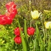 Tulips by oldjosh