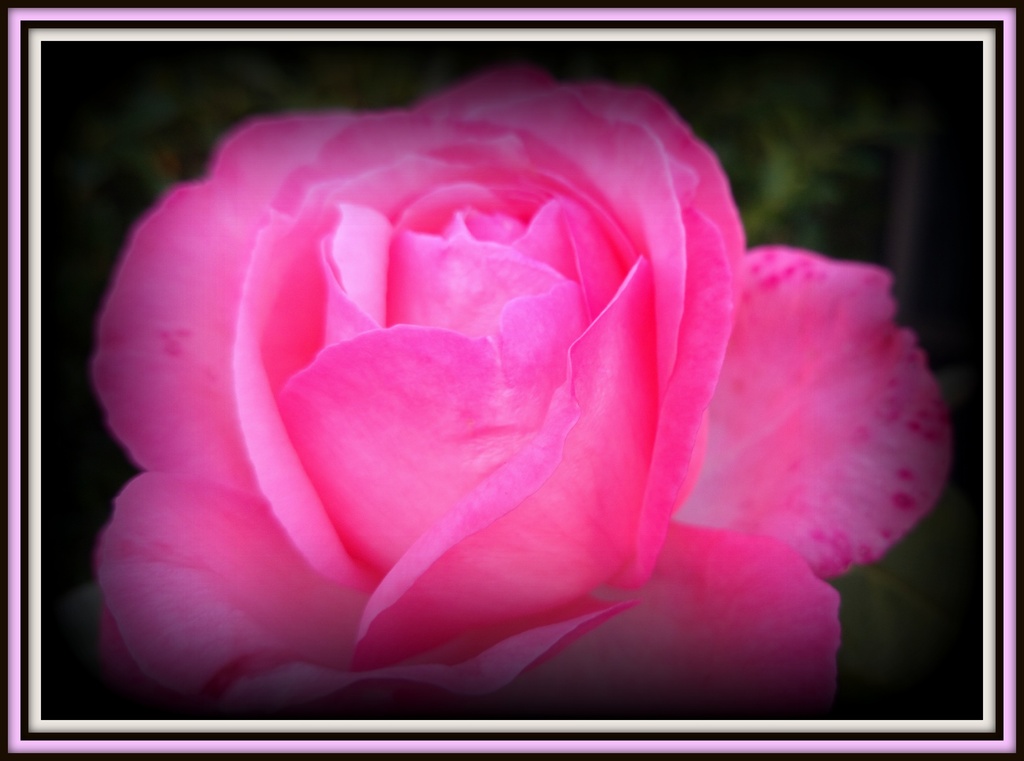 rose  by dianeburns